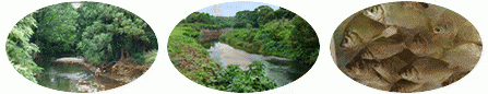河畔林茂る川とたくさんのフナの写真